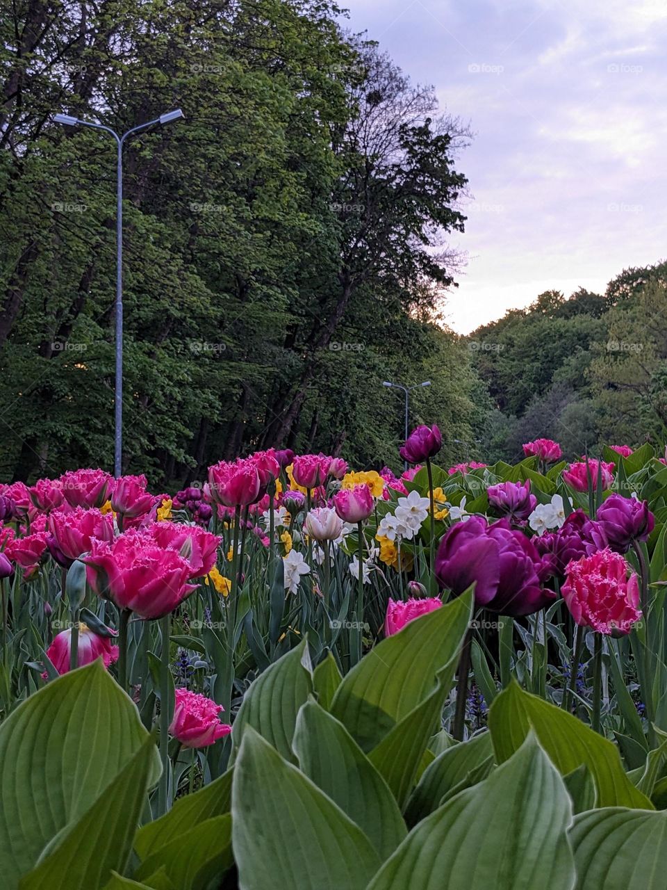 Colourful sunset in the park