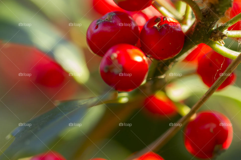 Red berries close up