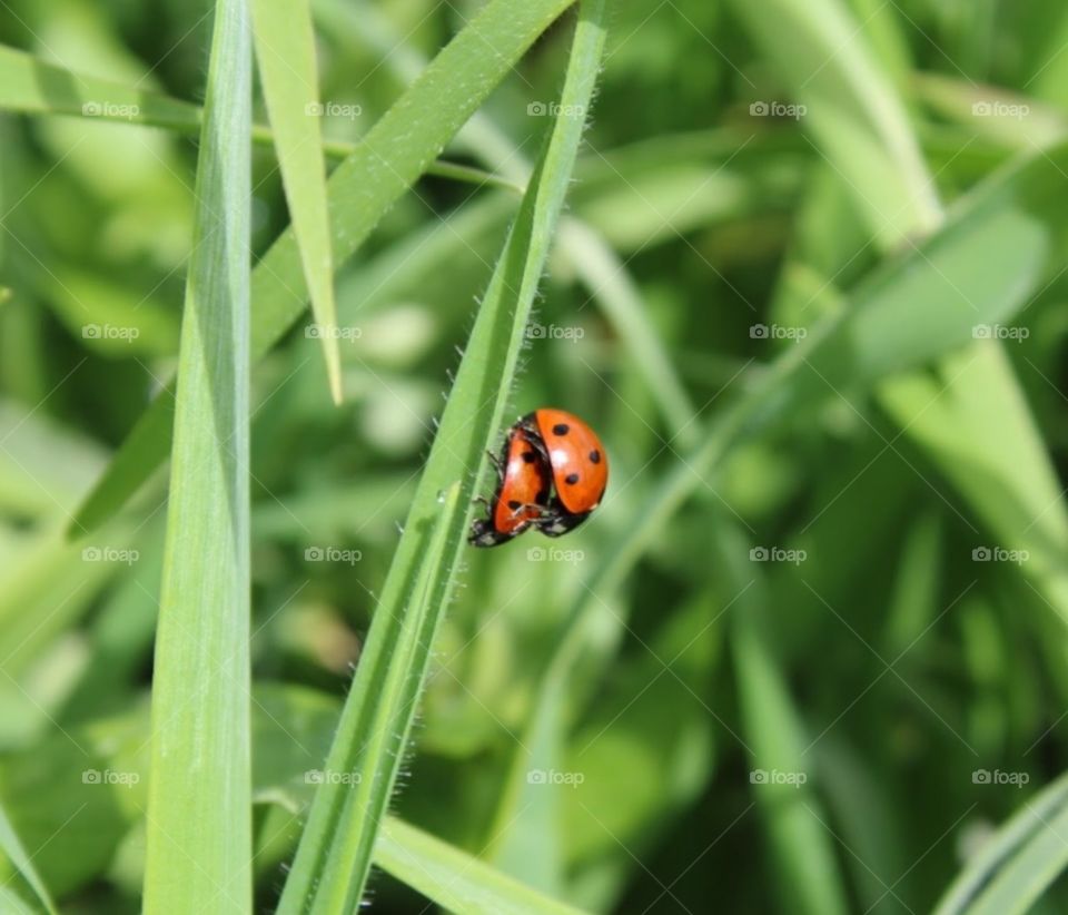 Ladybugs