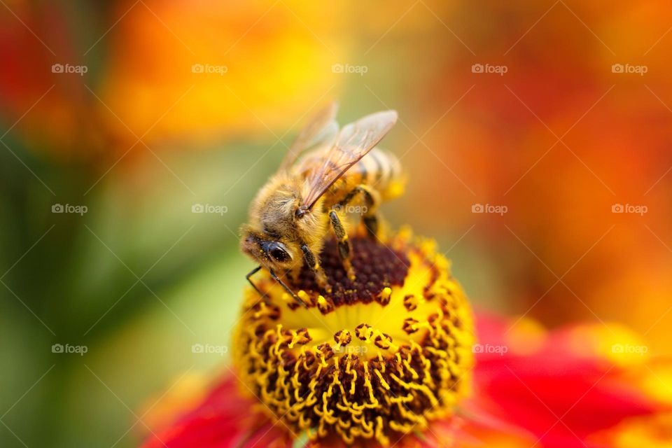 macro photo bee on a helenium flower bright colors in the photo