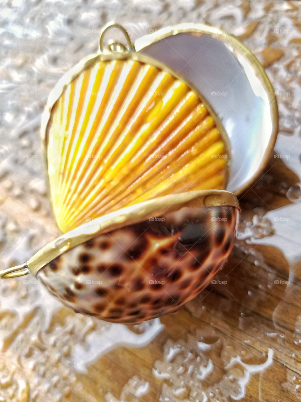 Sea shell on wood