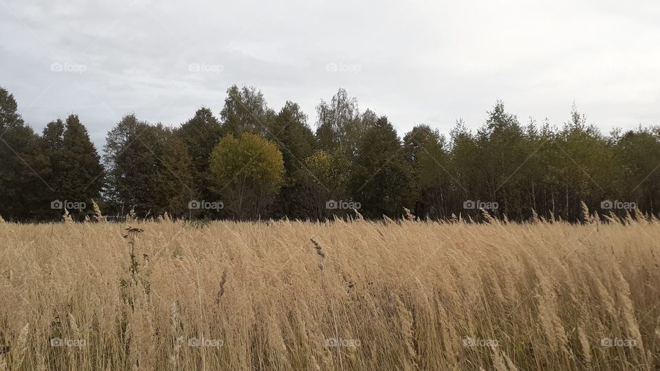 осенний пейзаж