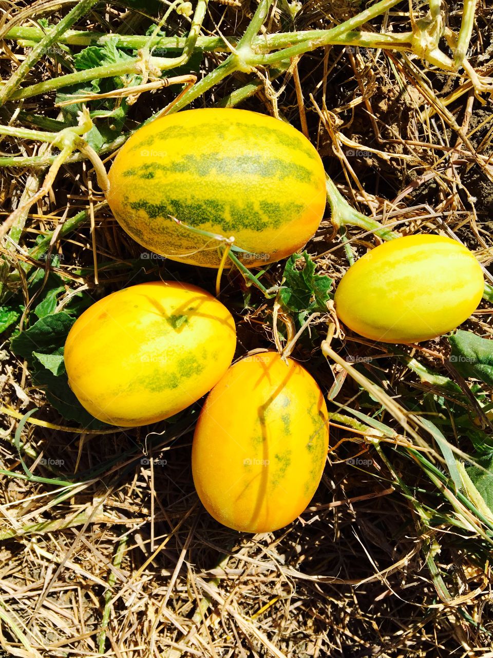 Yellow gourds on a vine 