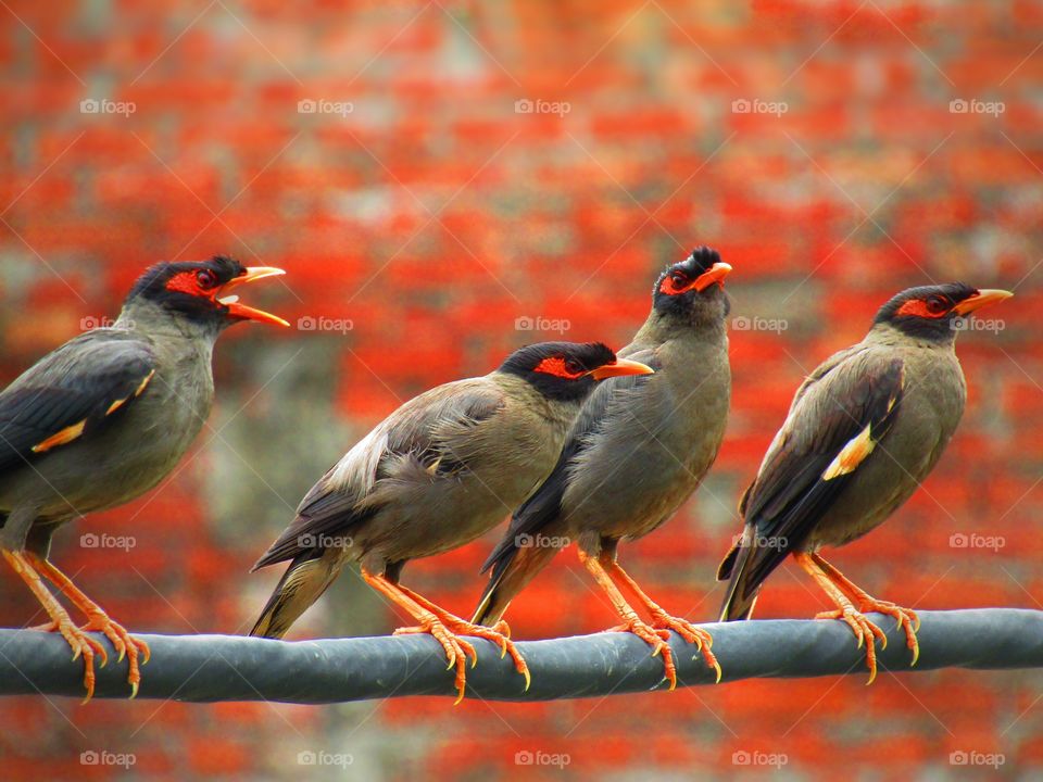 Bank myna (Acridotheres ginginianus) is a myna found in northern parts of South Asia. It is smaller but similar in colouration to the common myna but differs in having a brick red bare skin behind the eye in place of yellow.