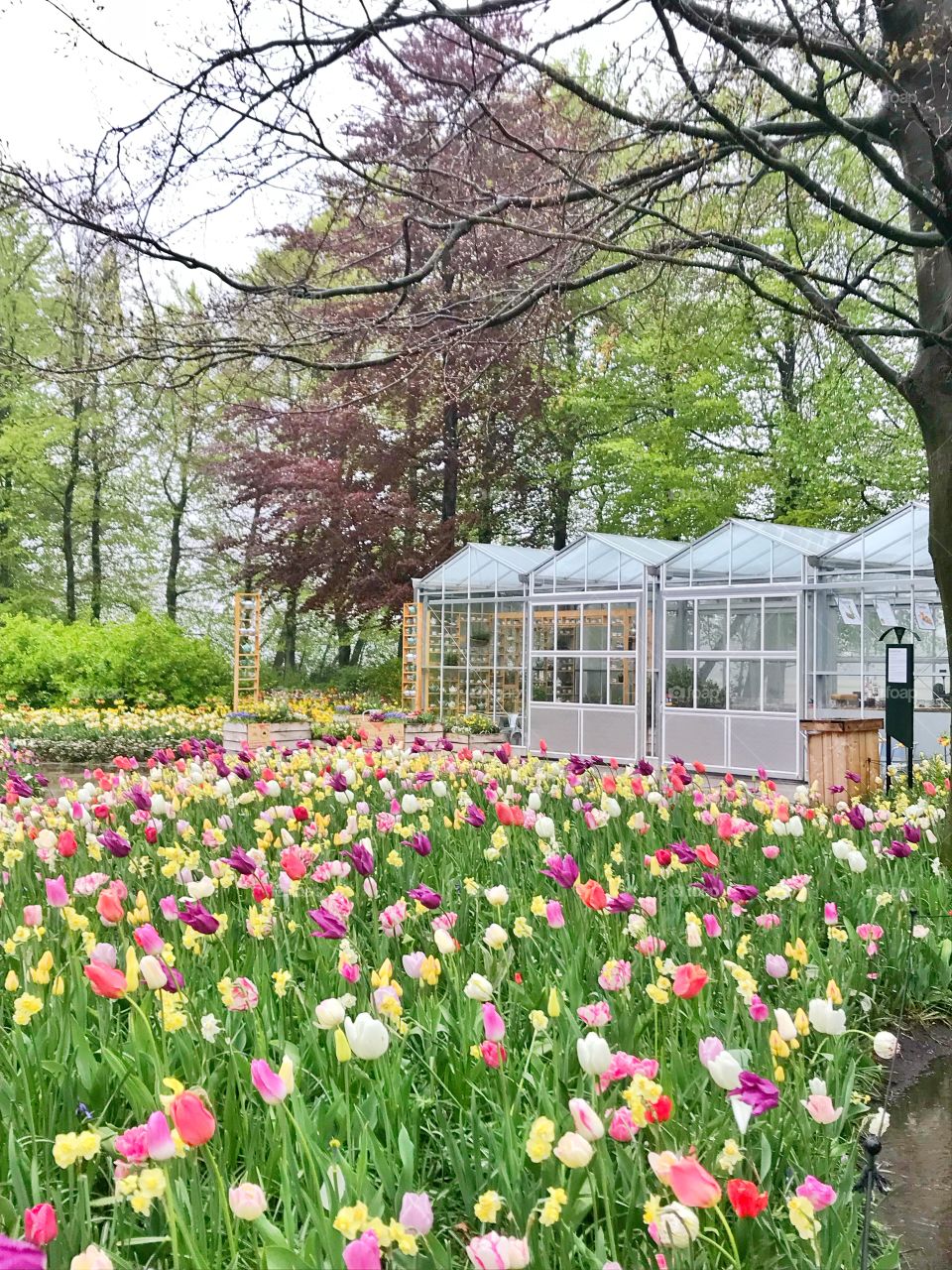 Colourful tulips and glass house in Keukenhof garden, Holland