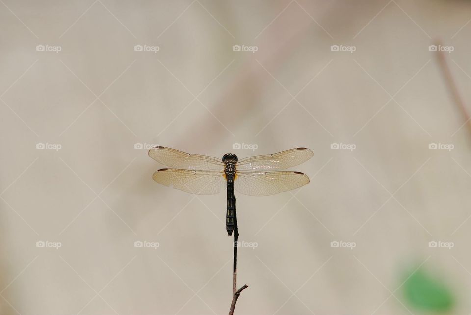 Insect, Dragonfly, Nature, Wildlife, Invertebrate