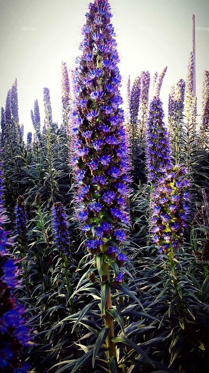 beautiful blue flowering bush