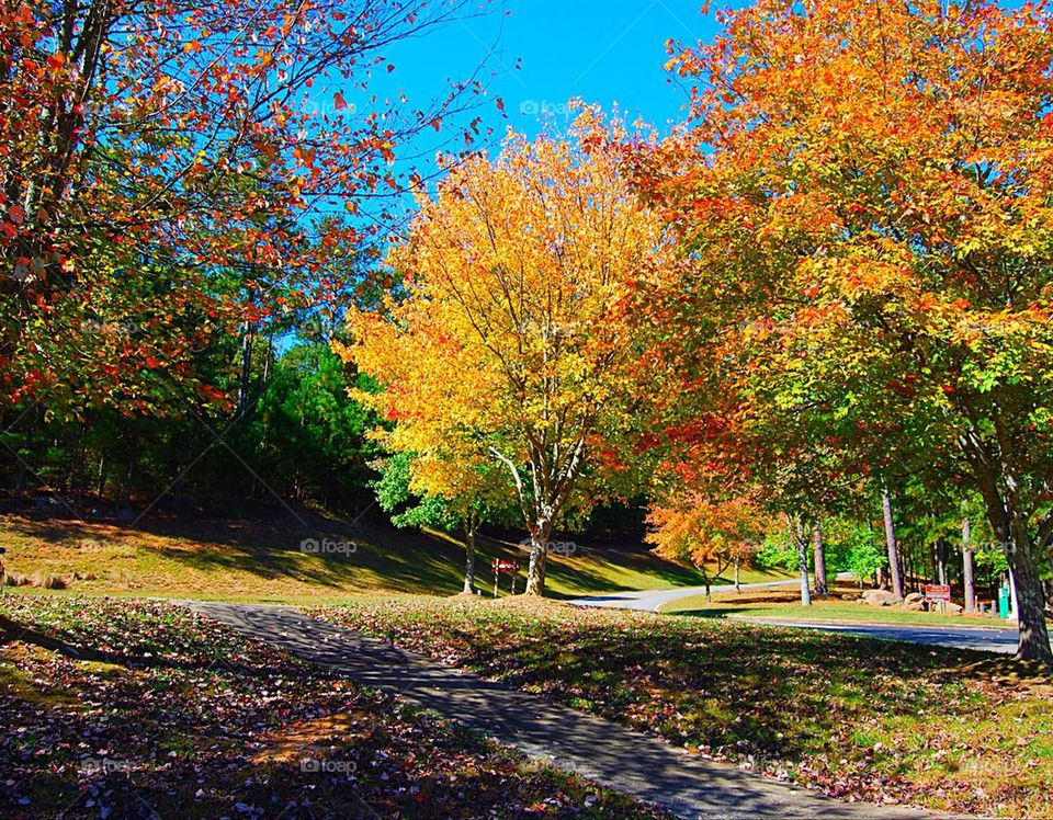 Fall colors in the park