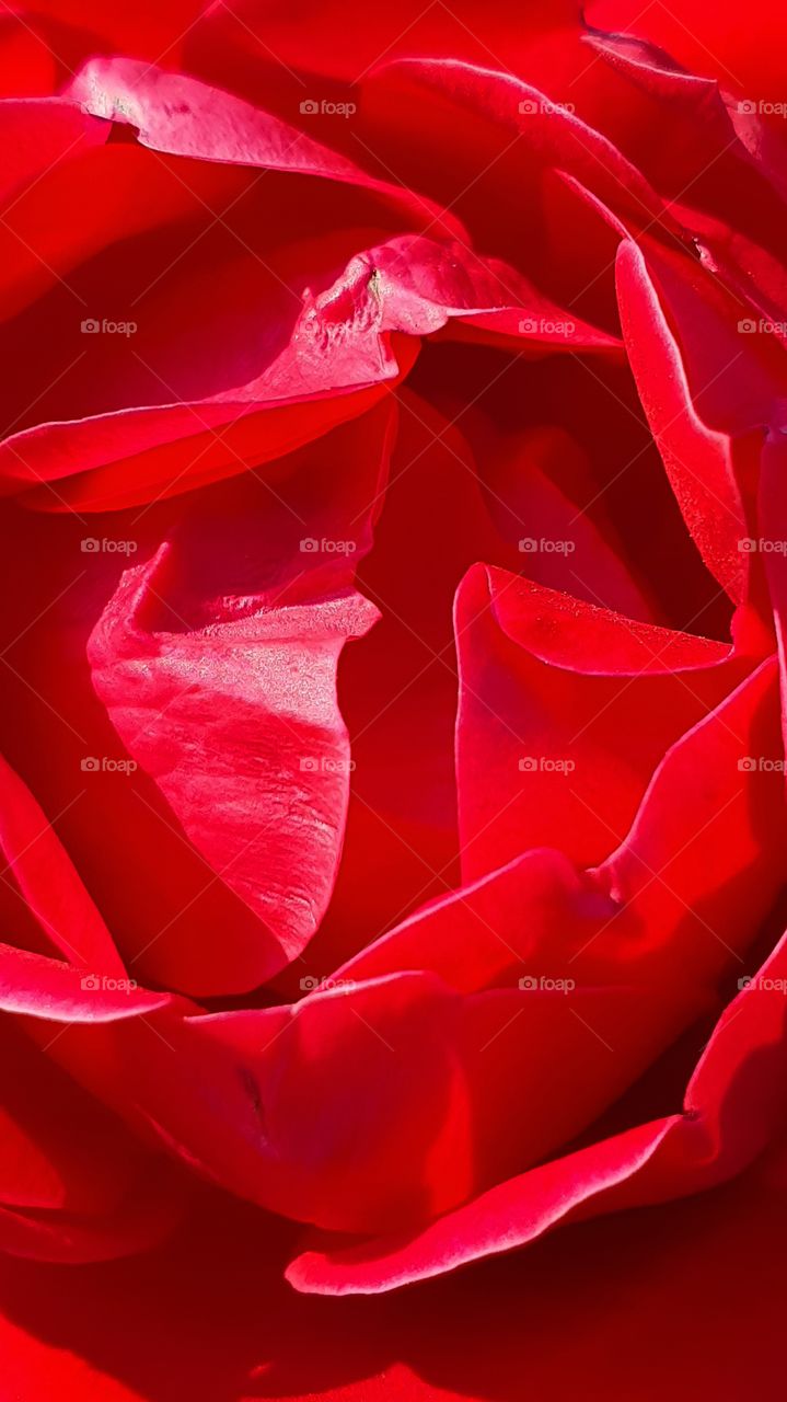 bright red rose macro