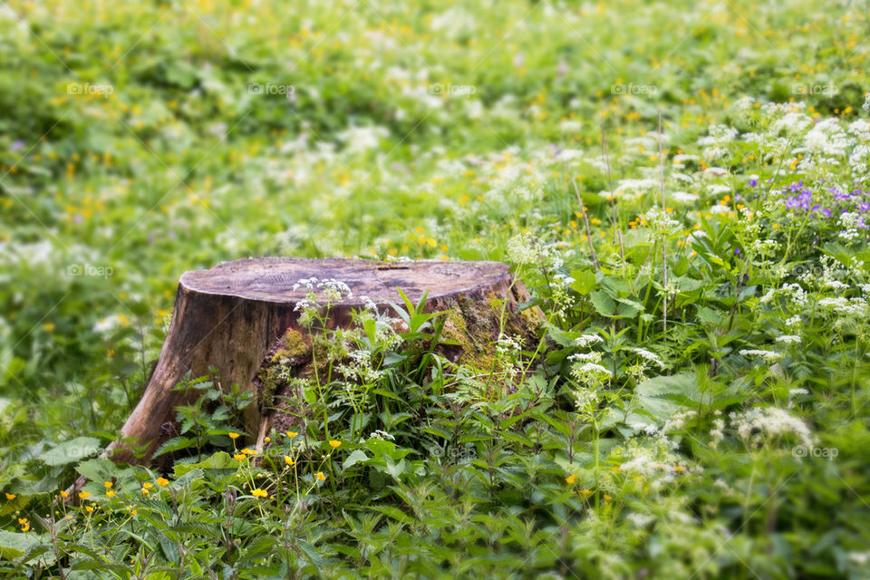 Close-up of tree stump in the woods