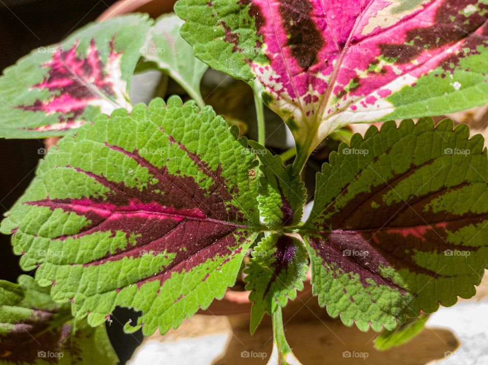 coleus blumei pink colour plant