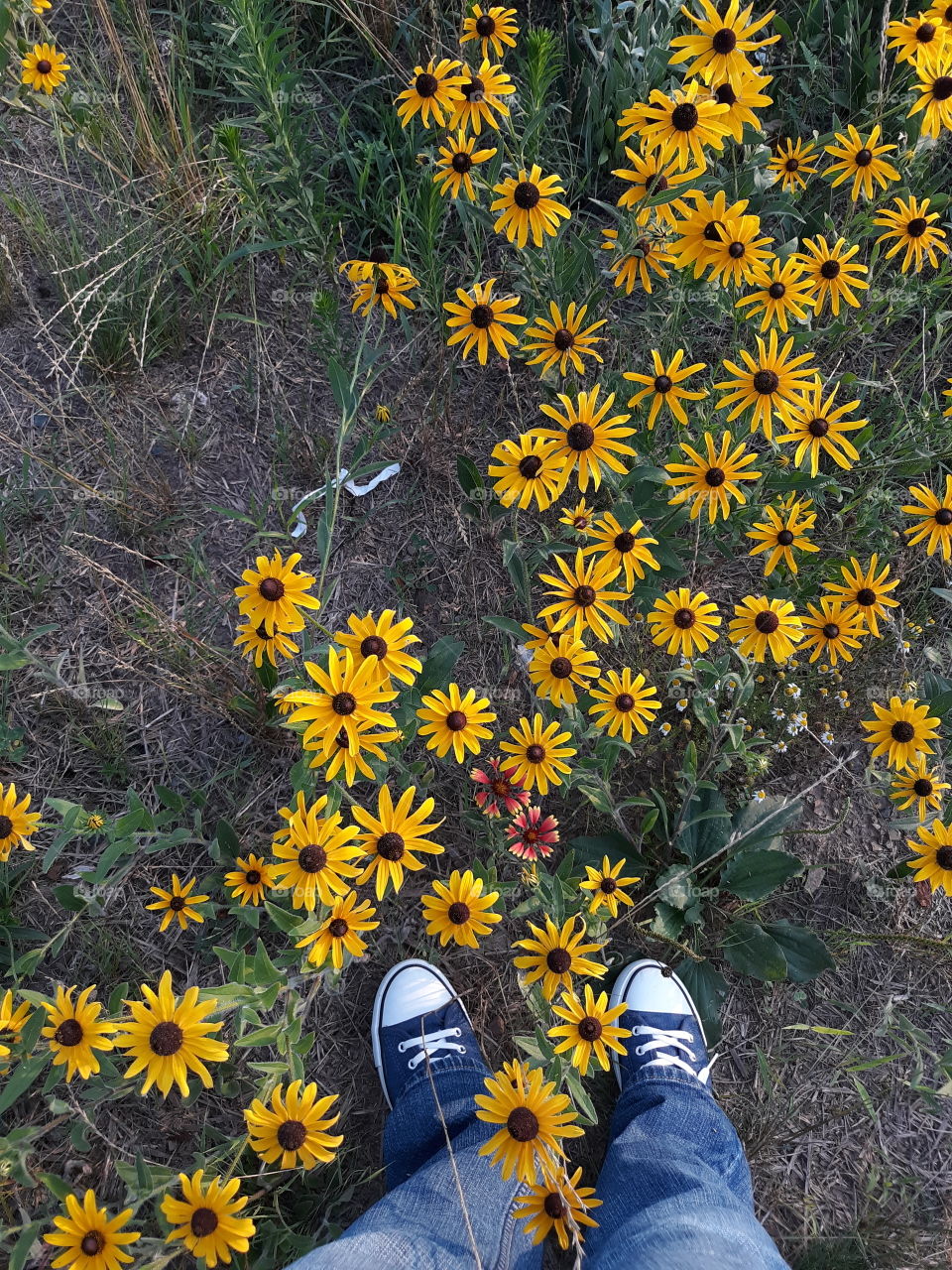 Beautiful, wild Brown-Eyed Susans and Indian Blankets right at my feet!