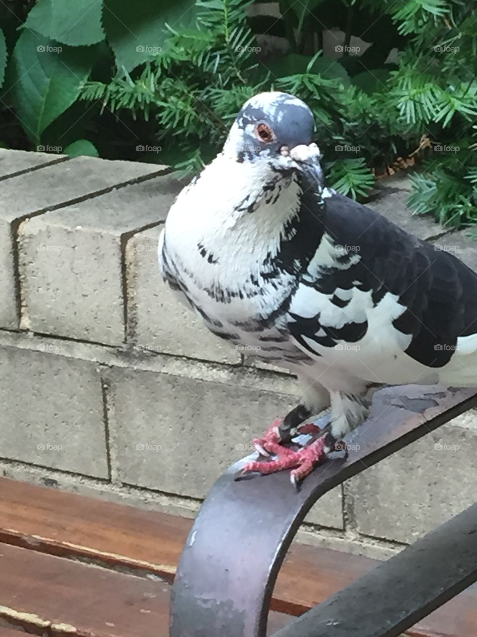 Pigeon is stalking me