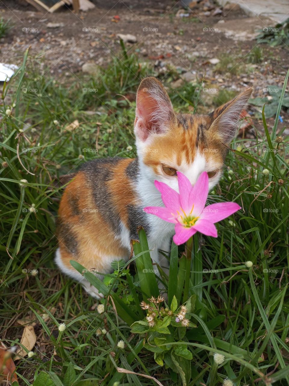 Cute kitten playing in the grass