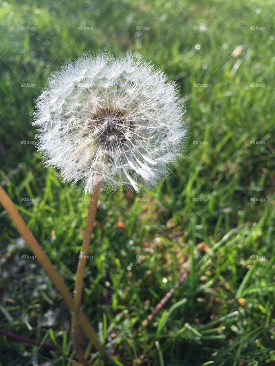 Dandelion 
