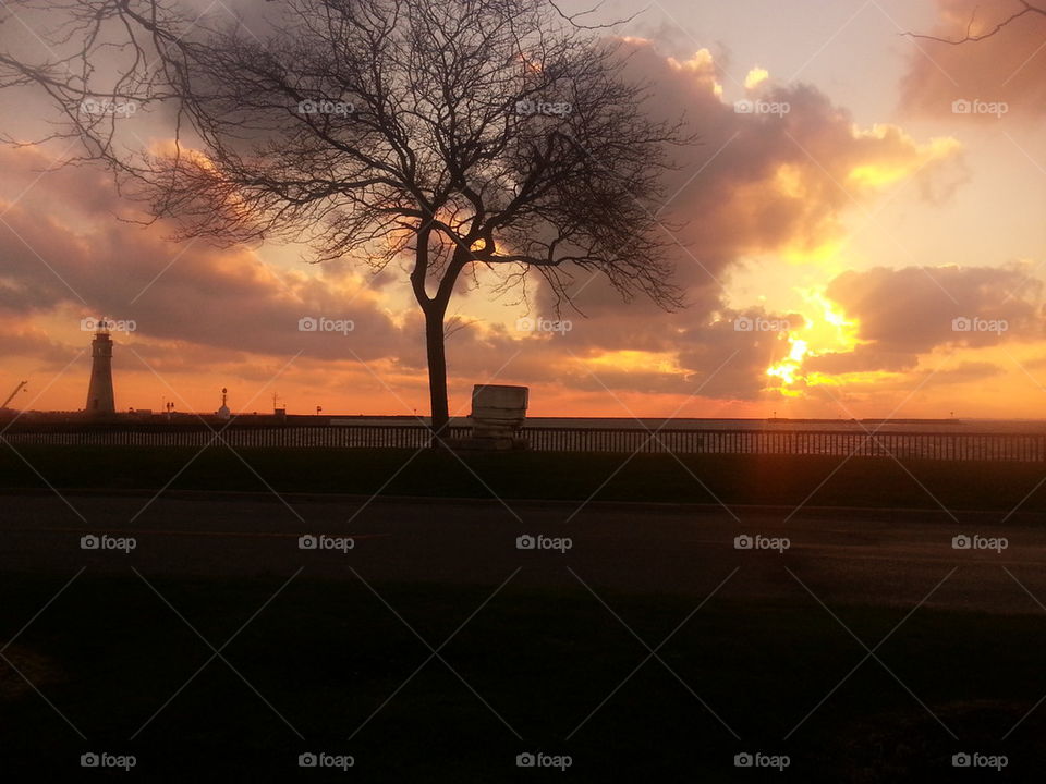 sunset on marina tree
