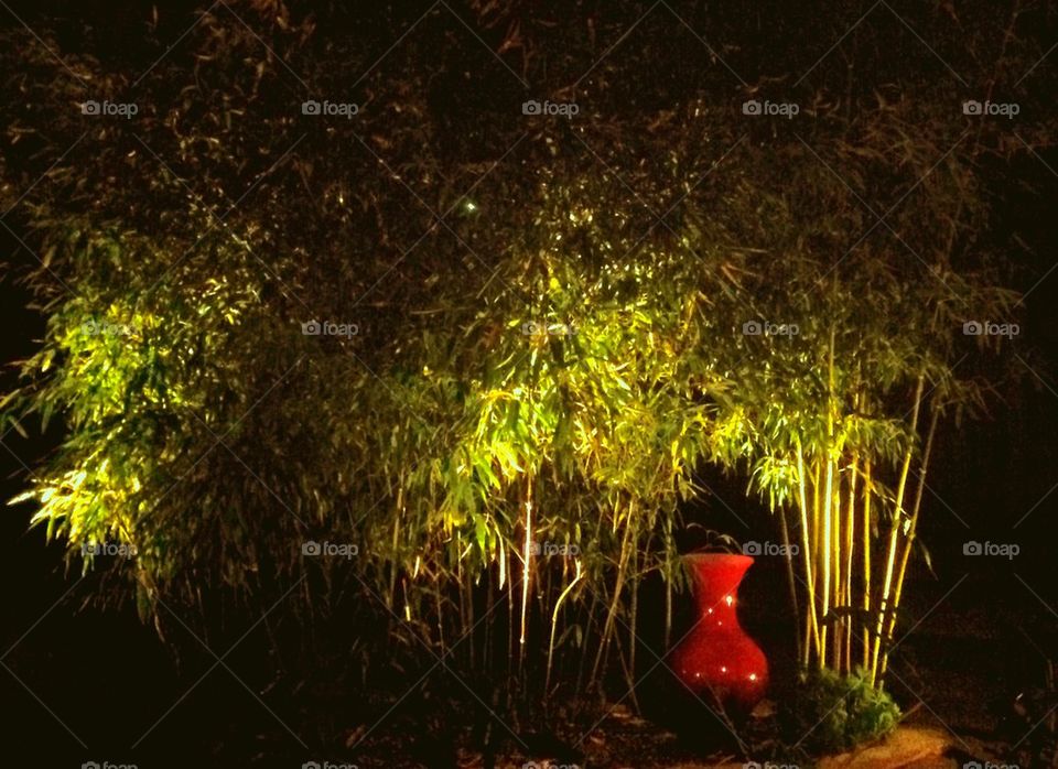 Evening bamboo garden
