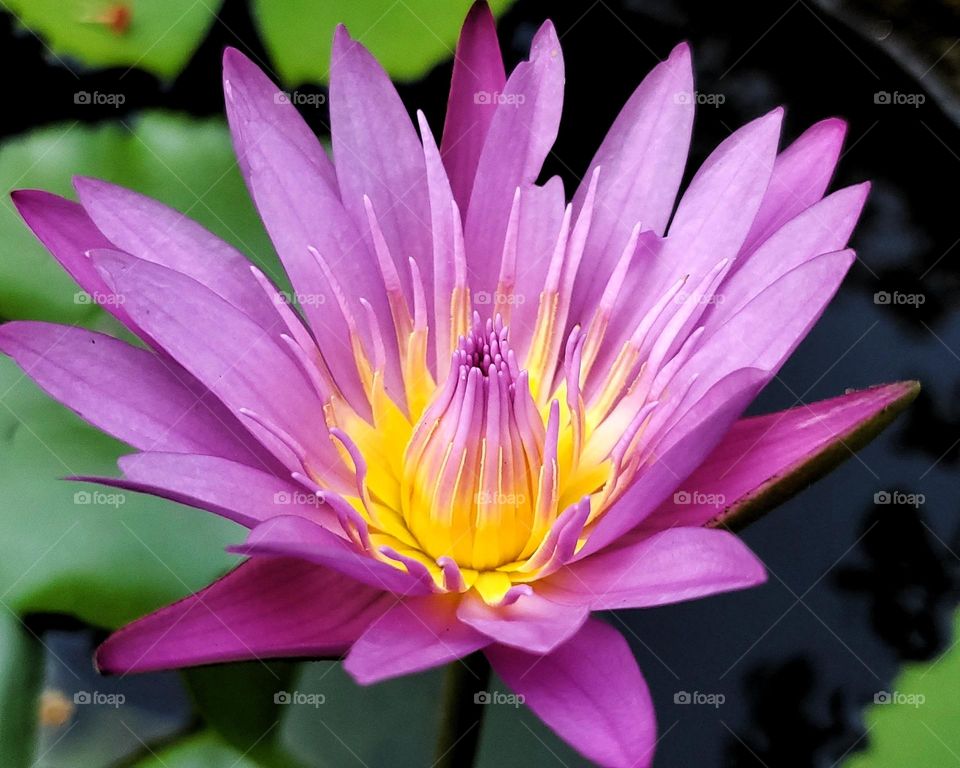 Water lily !