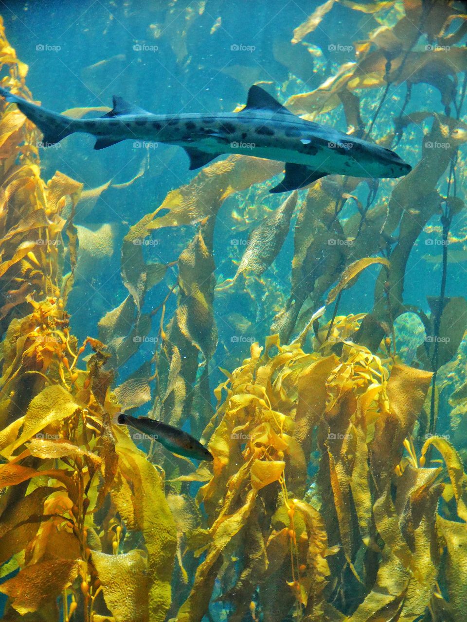 Shark In California Kelp Forest