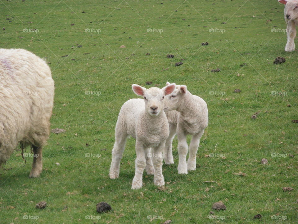 Lambs With Mother