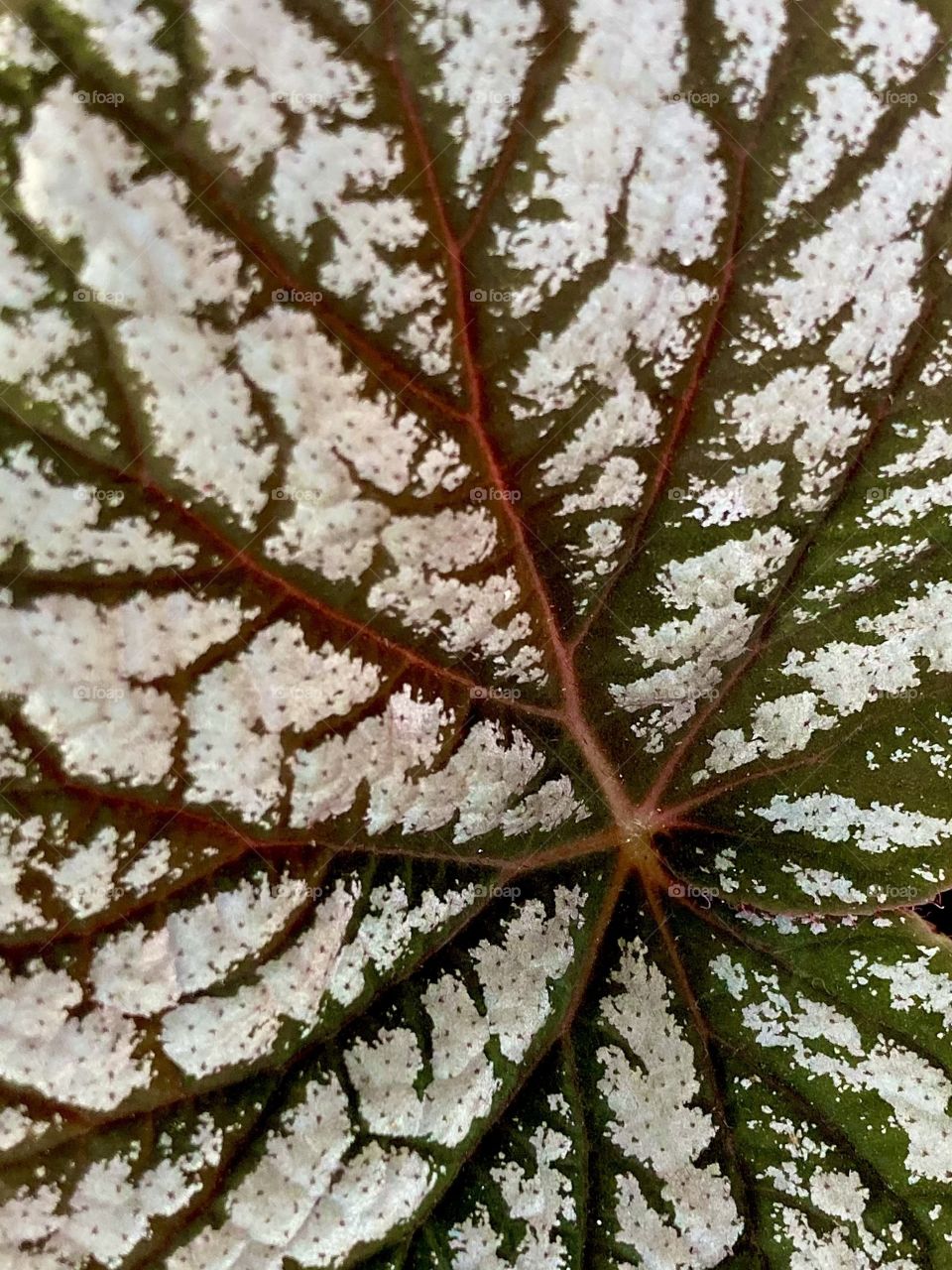 Veins of the begonia