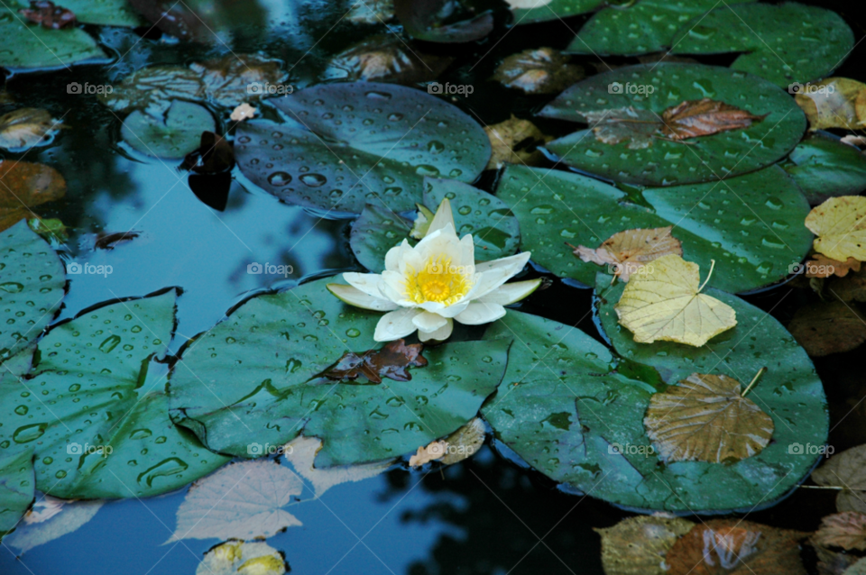norway pond halden lily pad by granite994