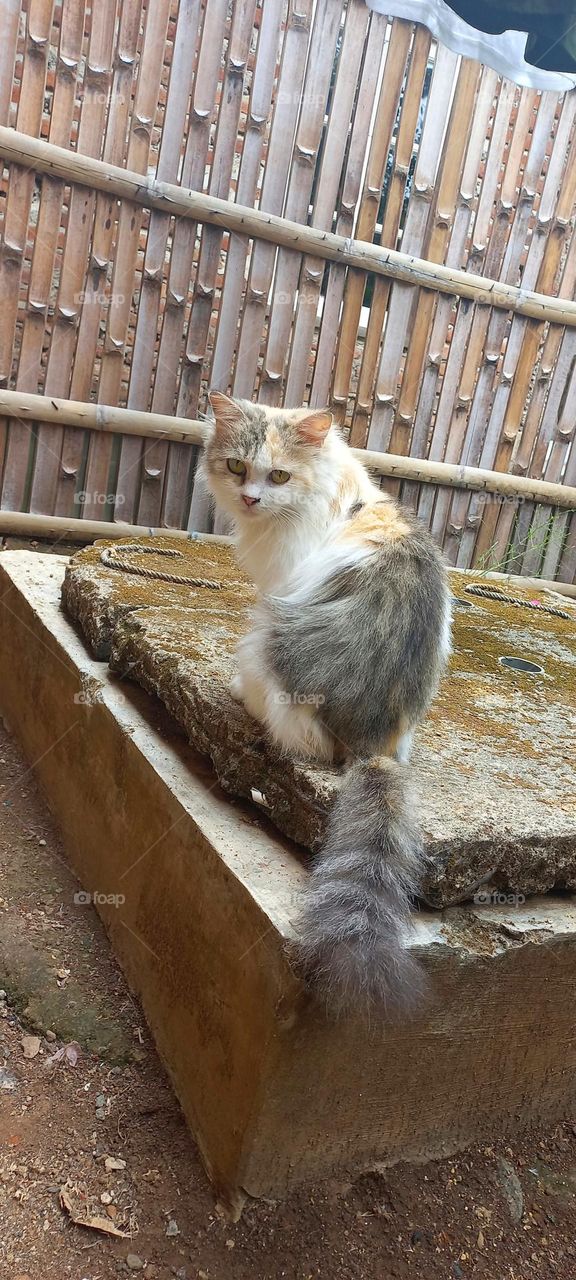 Close-up of cat sitting outdoors