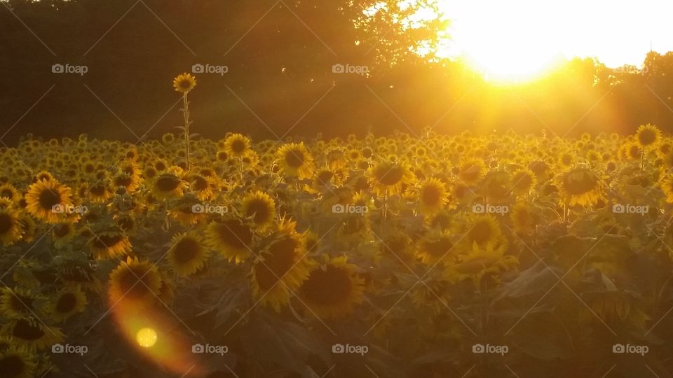 Summer Sun: The Lone Sunflower