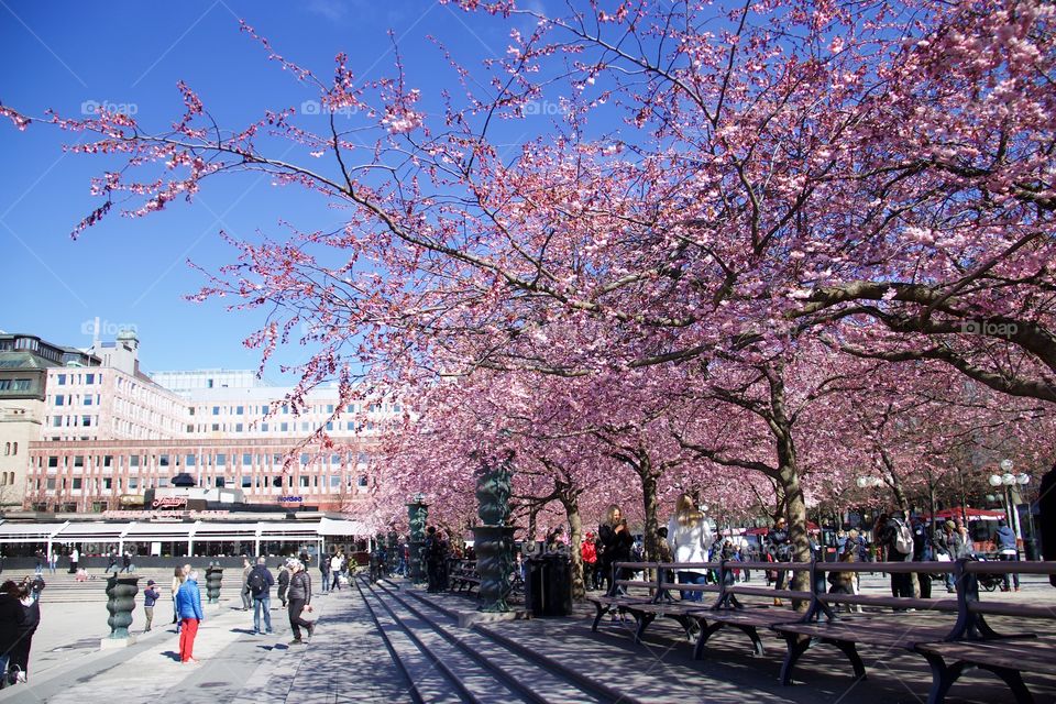 Japanese cherry blossom in Kungsträdgården, Stockholm, Sweden