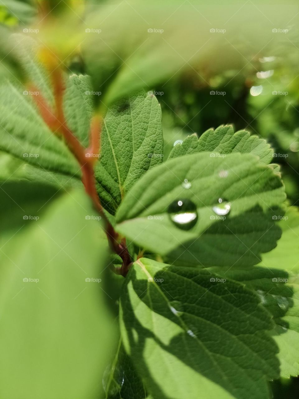 First raindrops falling on dry green leads.