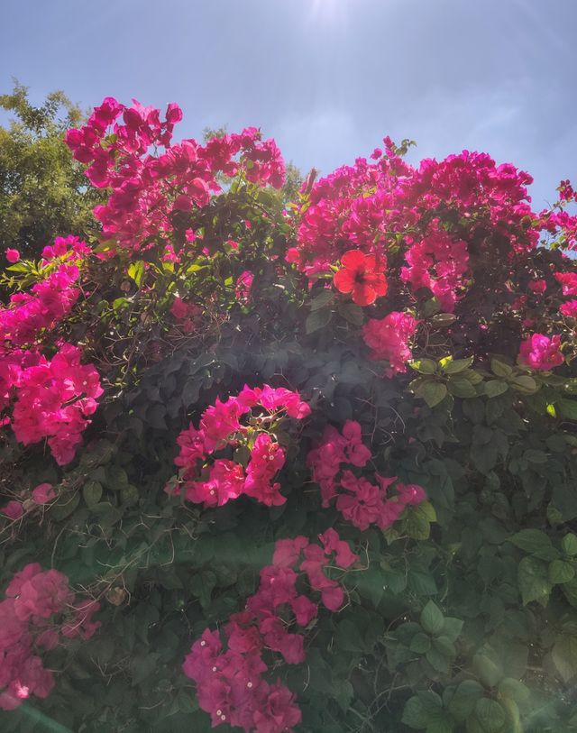 Red flowers