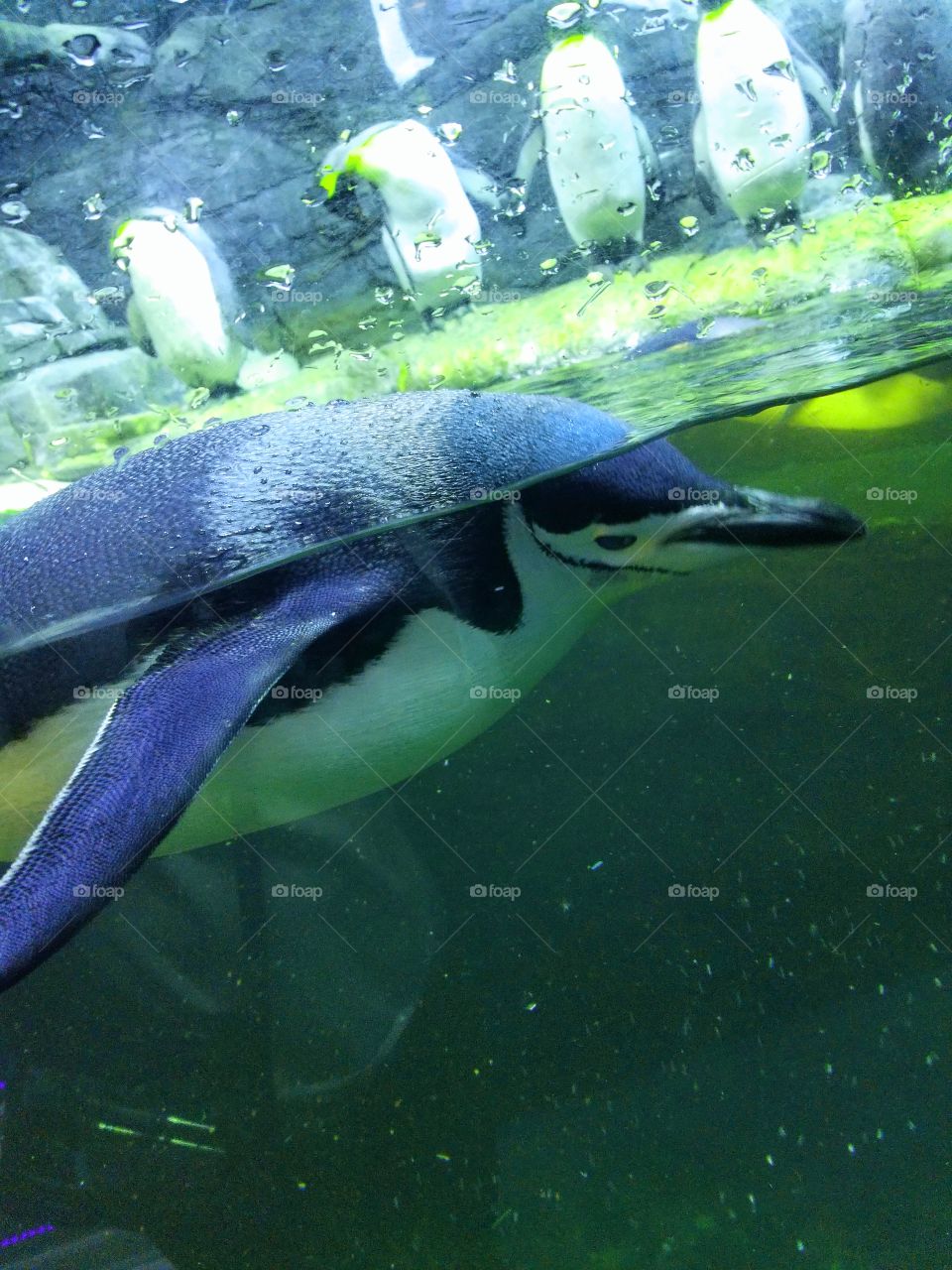 penguin