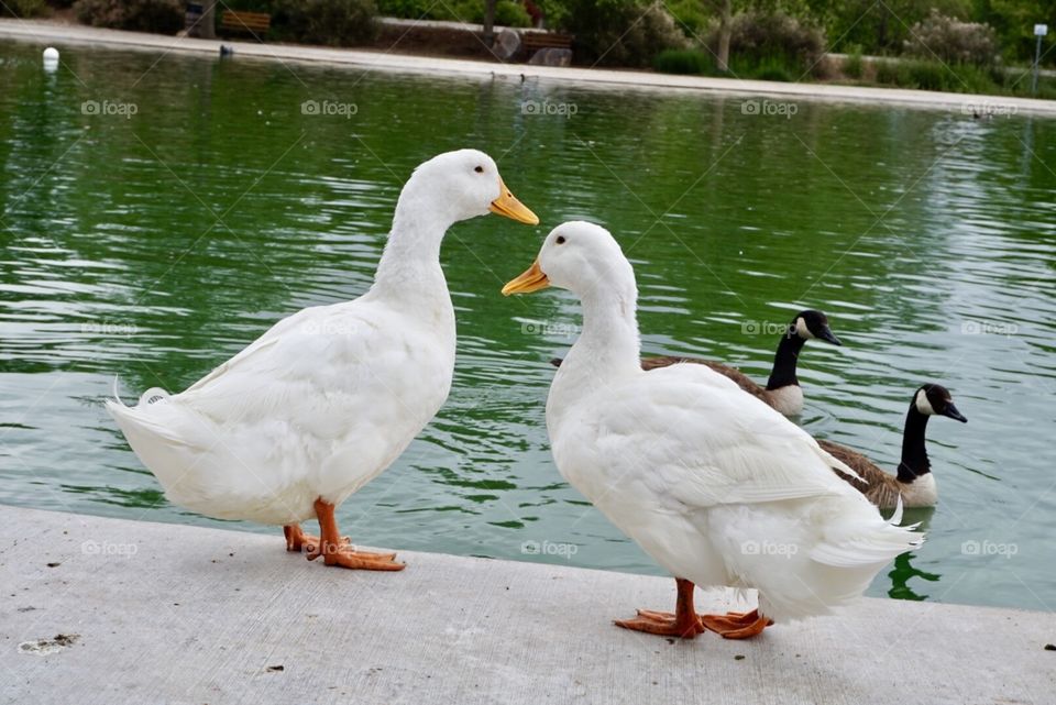 White ducks