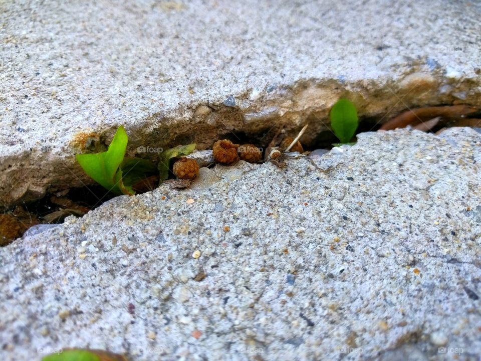 Sprouts in Cracked Cement