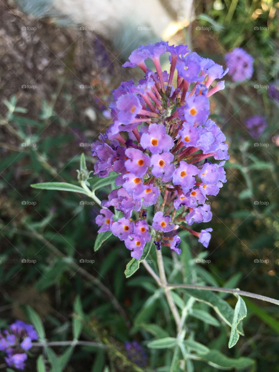 Purple flowers 