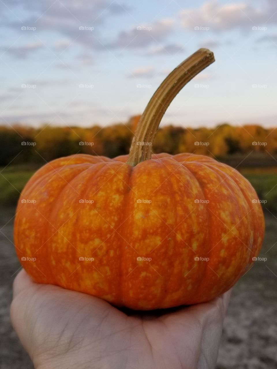 Hand holding a small pumpkin with a long stem up in front of autumn scenery