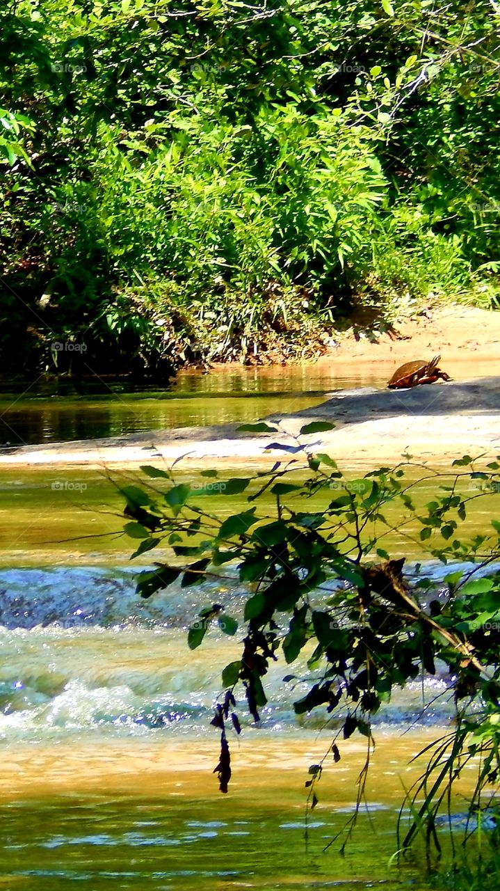 large turtle on a sandbar next to a Beautiful creek