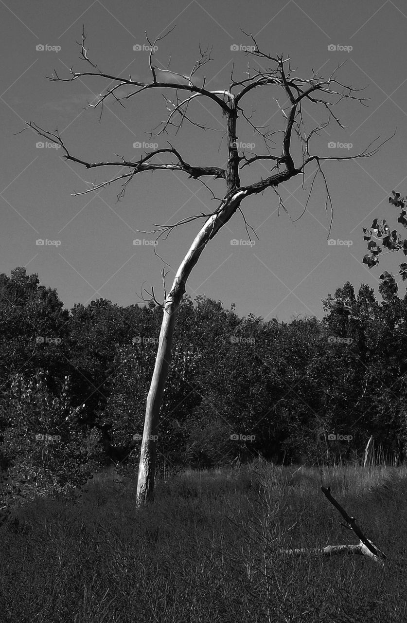 Lone tree