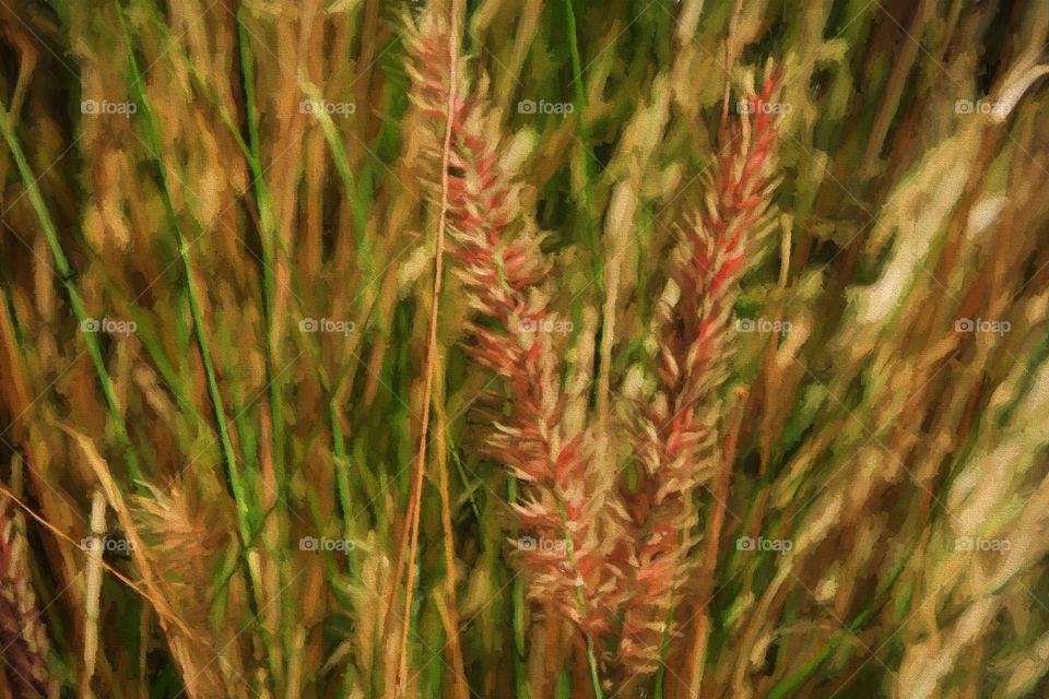 Wild Grass