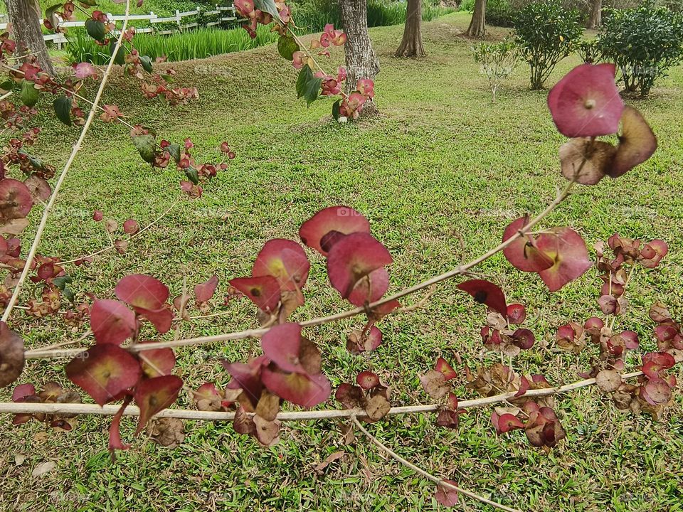 Unknown Plants in Chulu Ranch of Beinan Township
