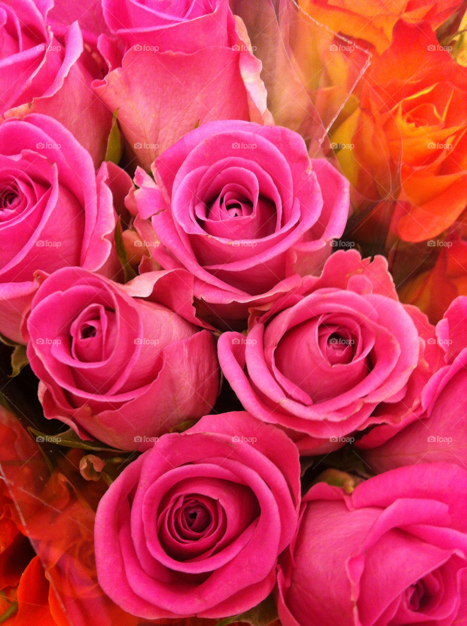 pink roses by stefanzander