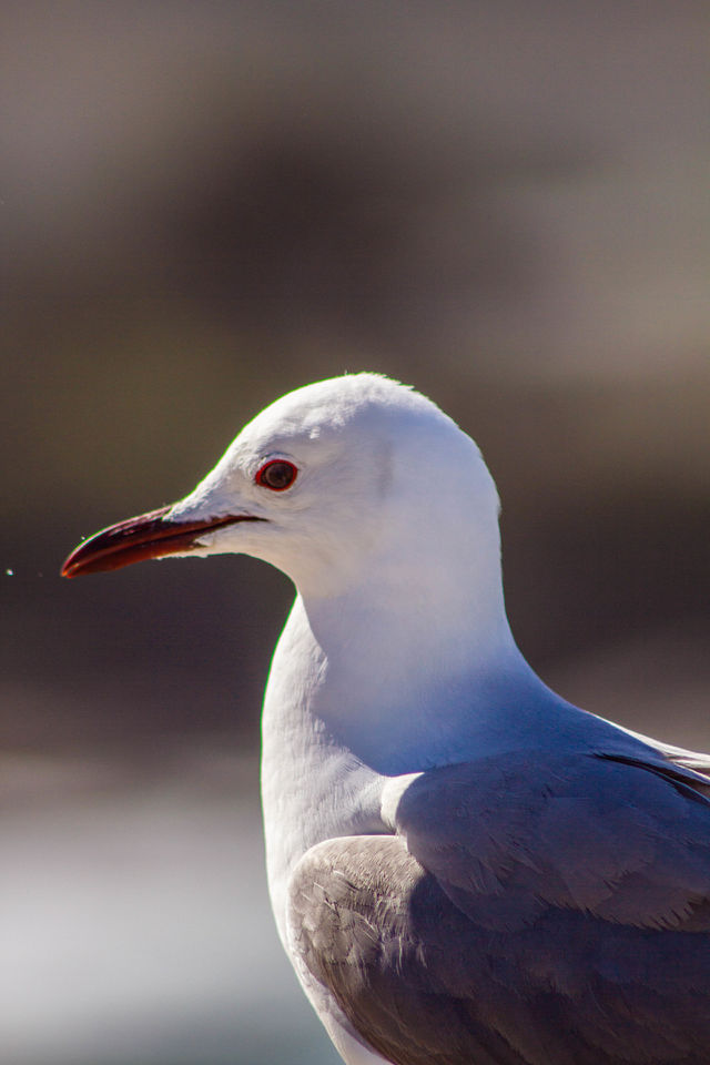 Seagull