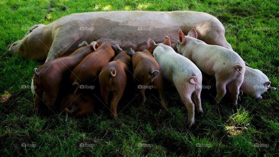 piglets feeding of their mother