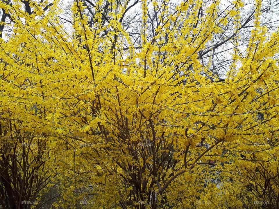 Yellow tree