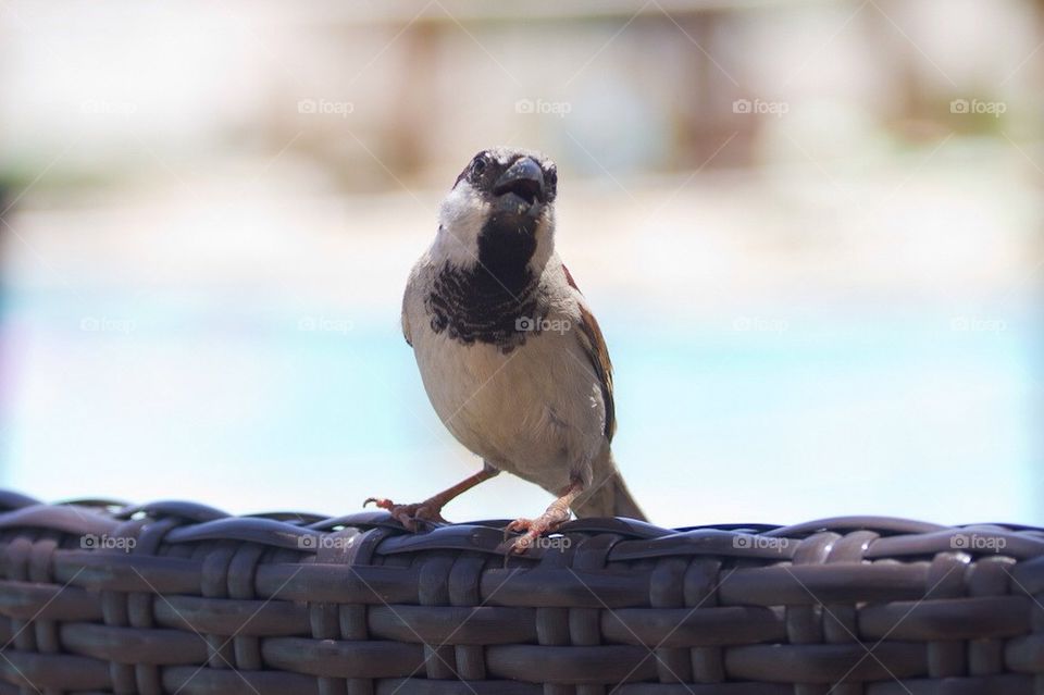 A small bird looking at the camera.