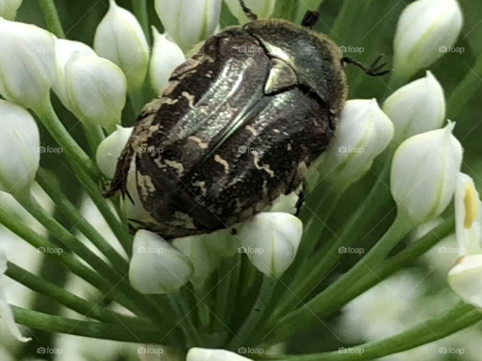 Chubby Beetle on flower