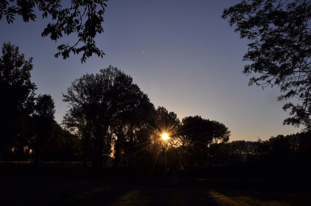 Sunbeamed Trees.