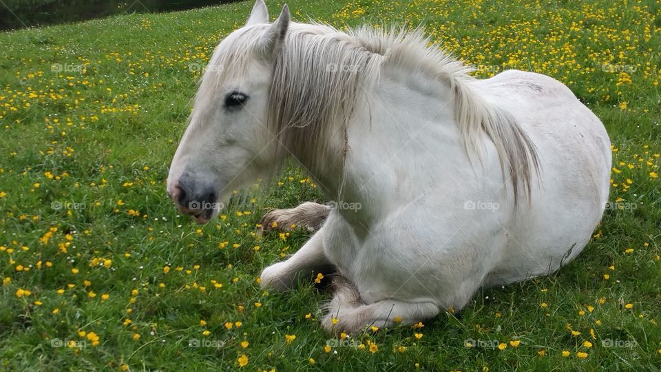 beautiful white horse with glossy hair.