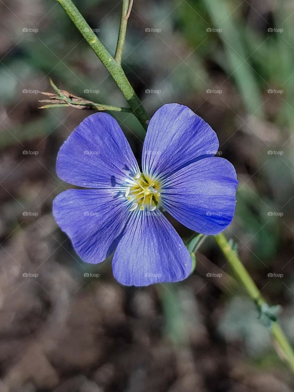 Blue linen flower macro