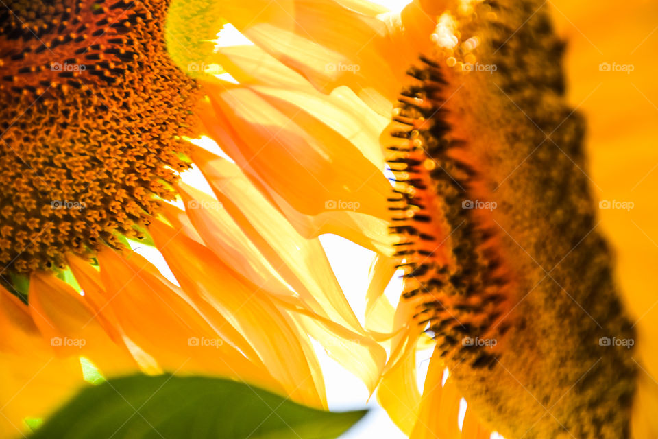 Sunflowers Macro Abstract
